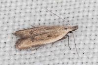 Mesophleps corsicella