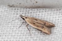 Mesophleps corsicella