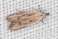 Mesophleps corsicella