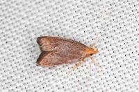 Eurodachtha pallicornella