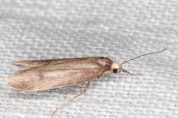 Agnoea