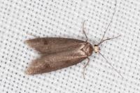 Agnoea