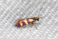 Micropterix aglaella