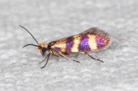 Micropterix aglaella