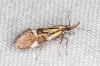 Alabonia geoffrella