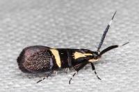 Dasycera oliviella