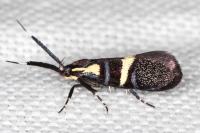 Dasycera oliviella