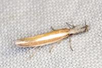 Pleurota aristella