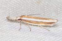 Pleurota aristella