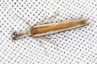 Pleurota aristella