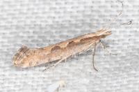 Plutella xylostella