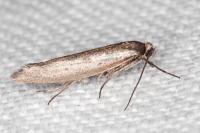 Scythris