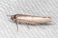 Scythris