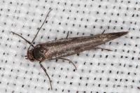 Scythris