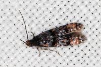 Stenoptinea cyaneimarmorella