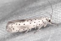 Yponomeuta irrorella