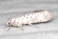 Yponomeuta irrorella