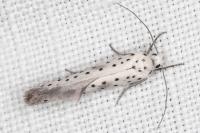 Yponomeuta irrorella