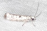 Yponomeuta plumbella