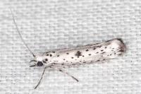 Yponomeuta plumbella