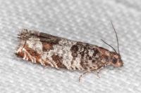 Ancylis achatana
