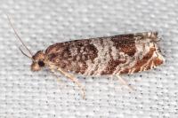 Ancylis achatana