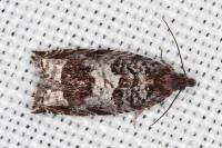 Ancylis achatana