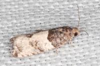 Gypsonoma aceriana