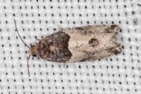 Gypsonoma aceriana