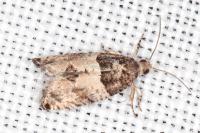 Gypsonoma aceriana