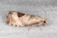 Notocelia uddmanniana