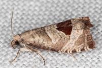 Notocelia uddmanniana