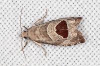 Notocelia uddmanniana