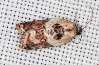 Acleris variegana