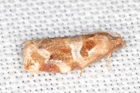 Archips xylosteana
