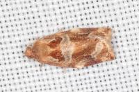 Archips xylosteana