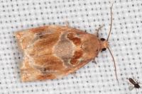 Archips xylosteana