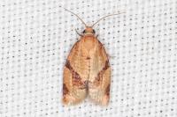 Clepsis consimilana
