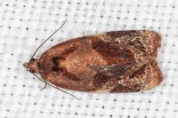 Ditula angustiorana
