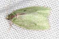 Tortrix viridana
