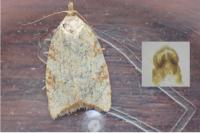 Aleimma loeflingiana