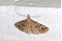 Alucita hexadactyla