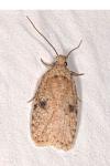 Agonopterix propinquella