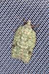 Acleris literana