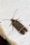 Bryotropha affinis