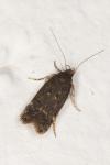 Bryotropha affinis