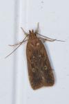 Helcystogramma triannulella