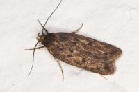 Hofmannophila pseudospretella