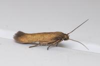 Scythris