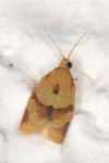 Clepsis consimilana